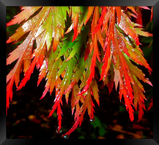 Raindrops on red acer leaves Framed Print by Paula Palmer canvas