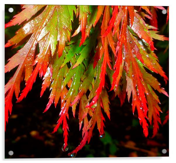 Raindrops on red acer leaves Acrylic by Paula Palmer canvas