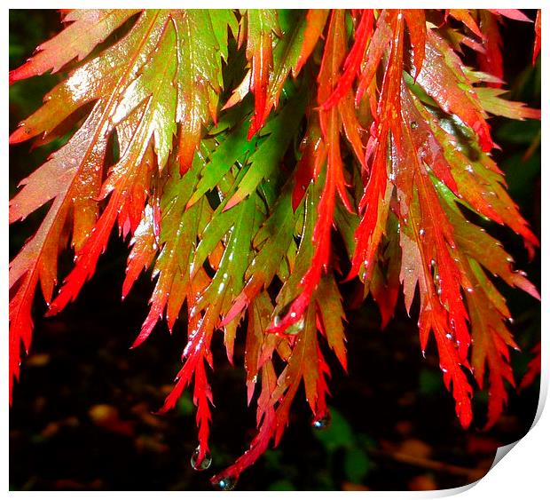 Raindrops on red acer leaves Print by Paula Palmer canvas