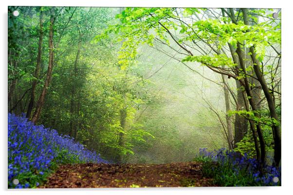A Breath of Spring Acrylic by Dawn Cox