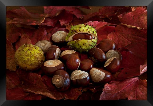 Conkers Framed Print by Eddie John