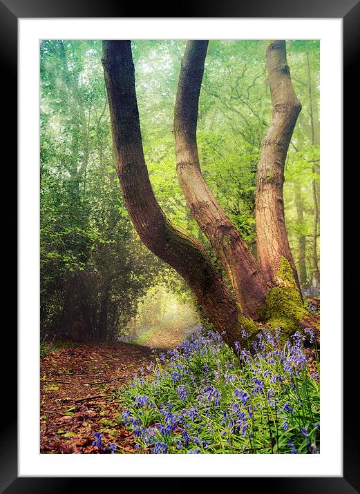 Follow the winding pathway Framed Mounted Print by Dawn Cox