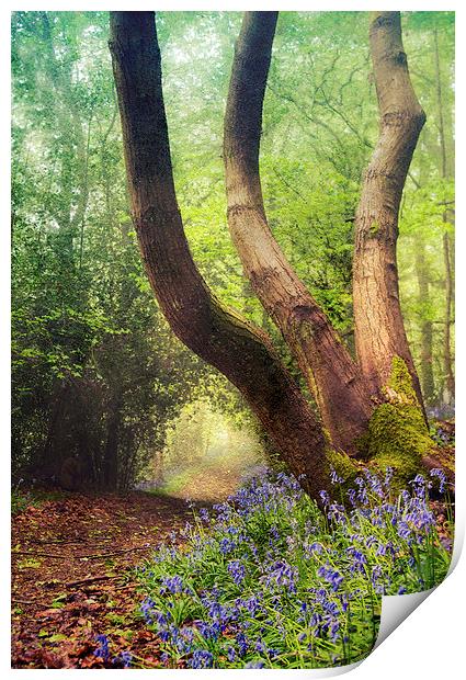 Follow the winding pathway Print by Dawn Cox