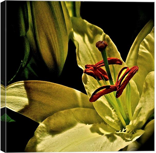 Soft textured Lily Canvas Print by Sue Bottomley