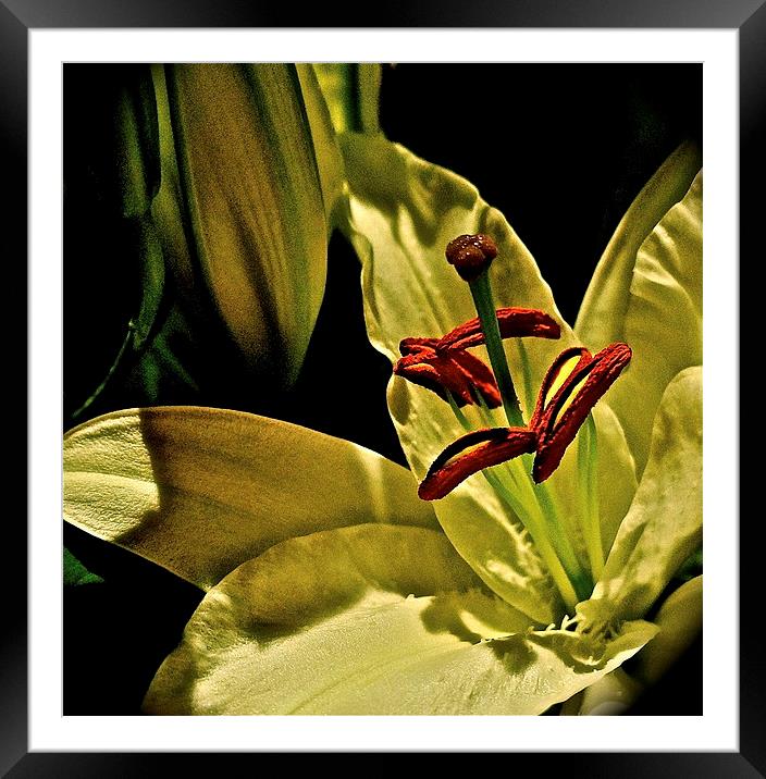Soft textured Lily Framed Mounted Print by Sue Bottomley