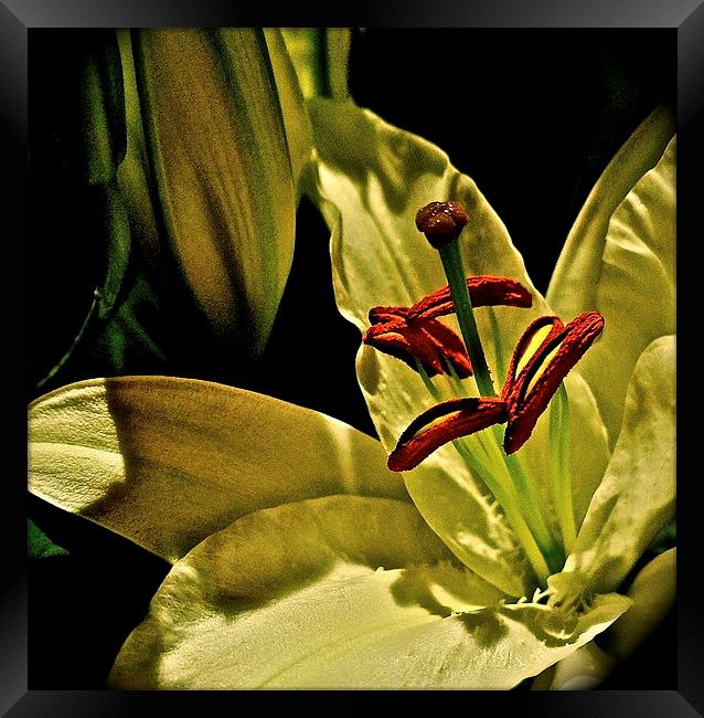 Soft textured Lily Framed Print by Sue Bottomley