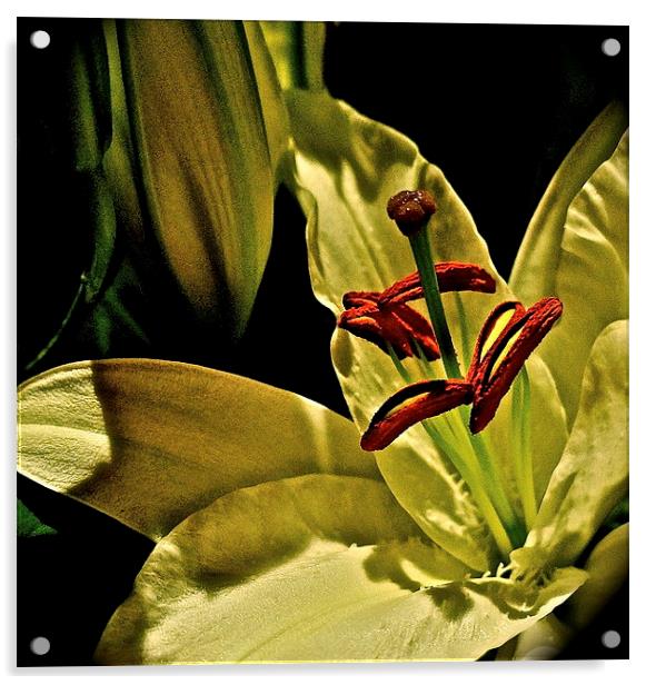 Soft textured Lily Acrylic by Sue Bottomley