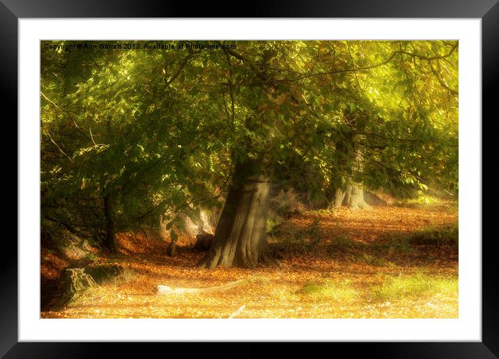 Autumn Colours on the Chase Framed Mounted Print by Ann Garrett