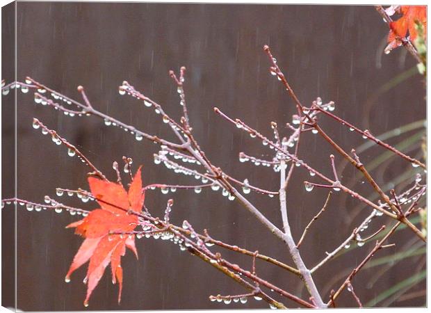 Water Droplets on Acer Tree Canvas Print by Stephen Cocking