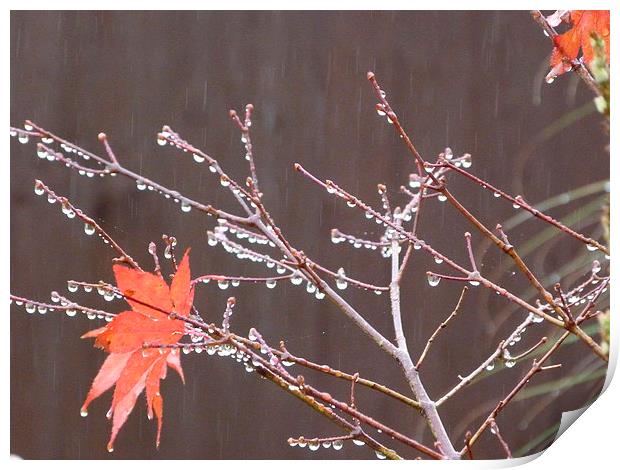 Water Droplets on Acer Tree Print by Stephen Cocking