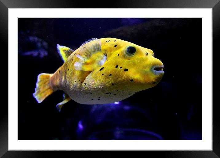 Tropical Fish Framed Mounted Print by Juha Remes