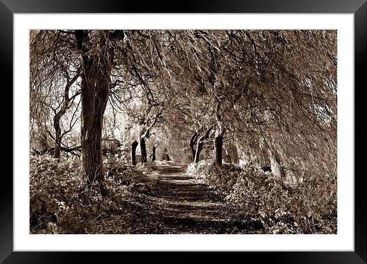 Sepia Woodland by Staunton Resevoir Framed Mounted Print by leonard alexander