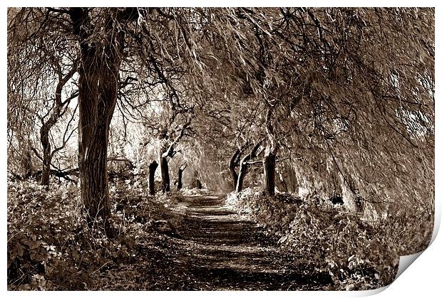 Sepia Woodland by Staunton Resevoir Print by leonard alexander