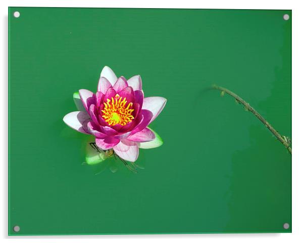 lotus Acrylic by Victor Burnside