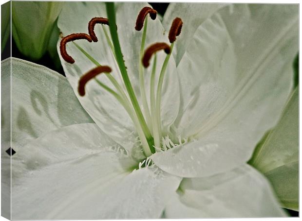 Pure white textured Lily flower Canvas Print by Sue Bottomley
