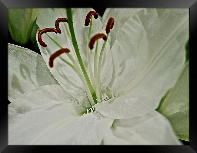 Pure white textured Lily flower Framed Print by Sue Bottomley