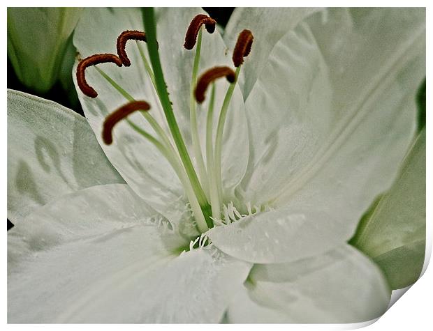 Pure white textured Lily flower Print by Sue Bottomley