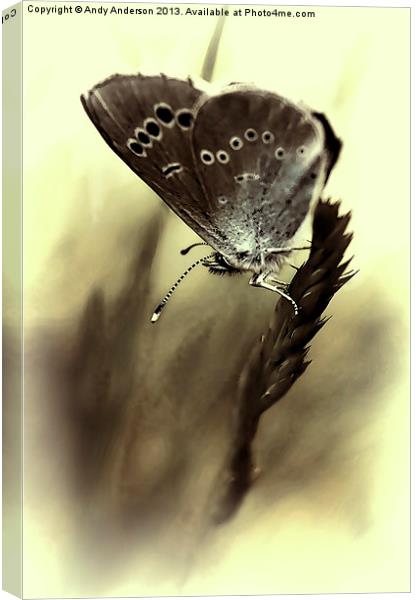 Tuscan Mountain Butterfly Canvas Print by Andy Anderson