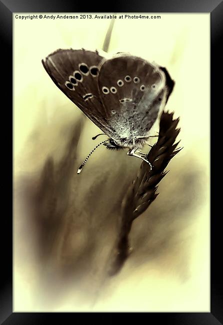 Tuscan Mountain Butterfly Framed Print by Andy Anderson