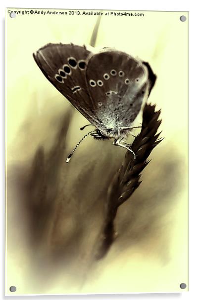 Tuscan Mountain Butterfly Acrylic by Andy Anderson