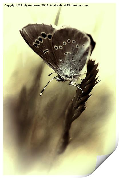 Tuscan Mountain Butterfly Print by Andy Anderson
