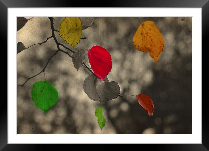 Autumn colors!! Framed Mounted Print by Nadeesha Jayamanne
