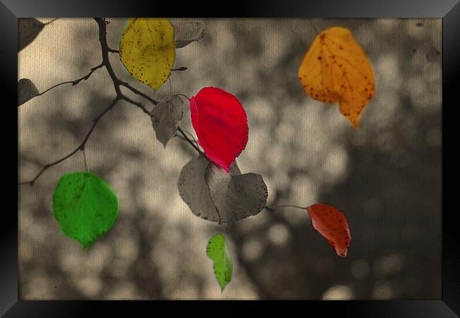 Autumn colors!! Framed Print by Nadeesha Jayamanne