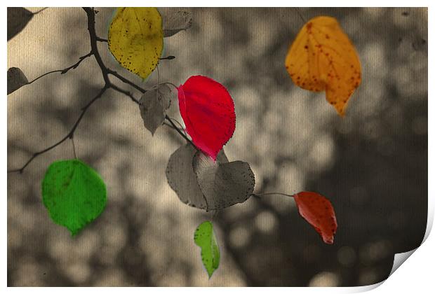 Autumn colors!! Print by Nadeesha Jayamanne