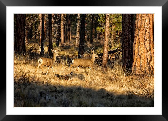 Deer on the Run Framed Mounted Print by Belinda Greb
