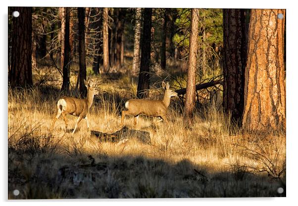Deer on the Run Acrylic by Belinda Greb