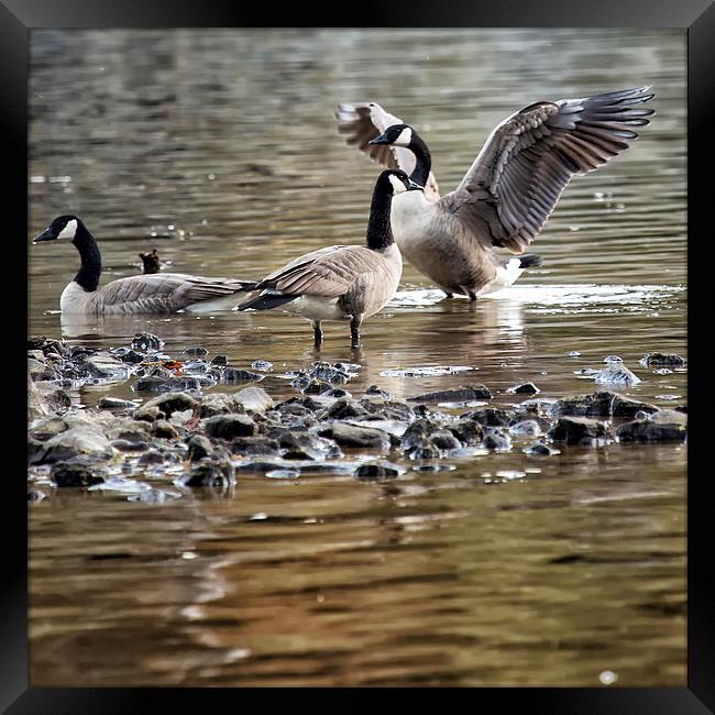 Taking Umbrage Framed Print by Belinda Greb