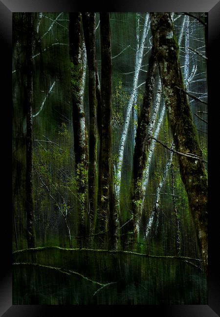 Through a Glass...Darkly Framed Print by Belinda Greb