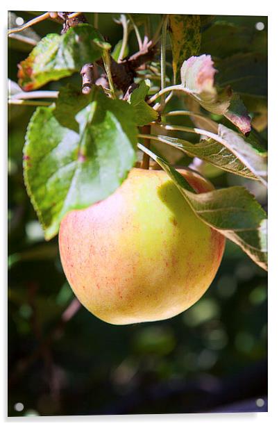 Apple Ripening on Tree Acrylic by Christine Kerioak