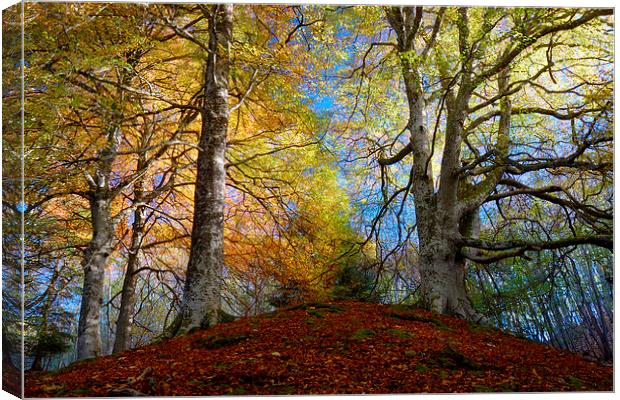 Reelig Forest Canvas Print by Macrae Images