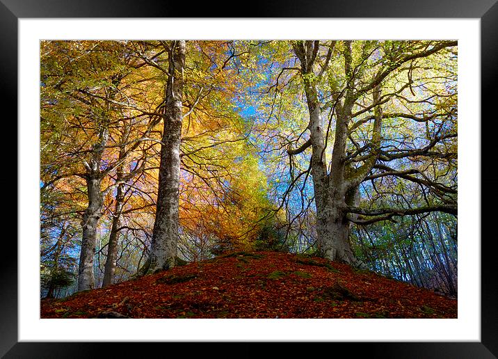 Reelig Forest Framed Mounted Print by Macrae Images