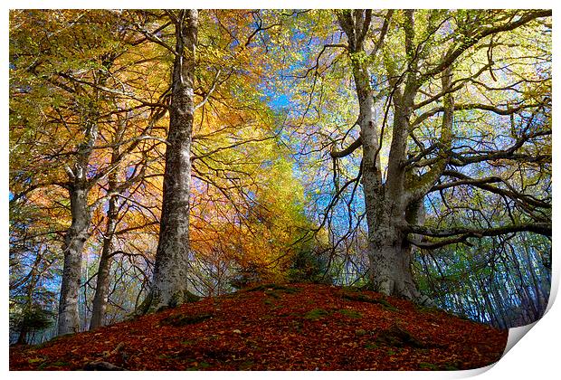 Reelig Forest Print by Macrae Images