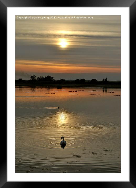 Swan at Sunset Framed Mounted Print by graham young