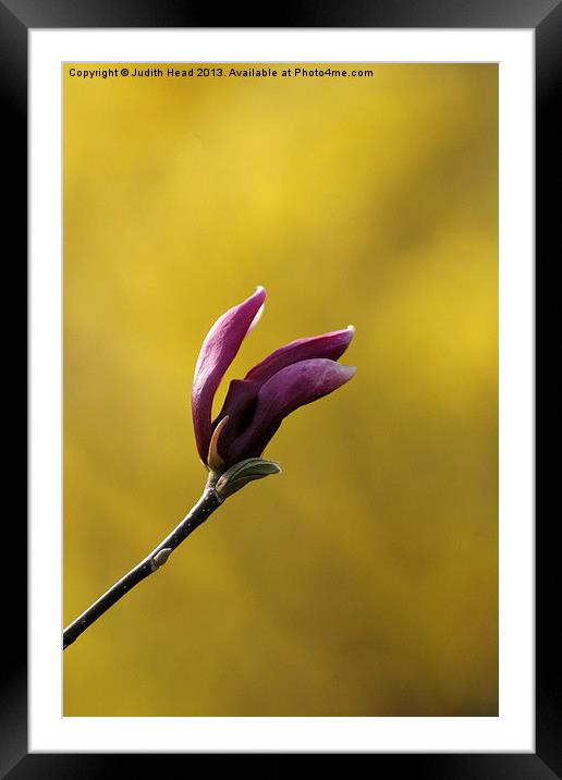 Bud And Bokeh Framed Mounted Print by Judith Head
