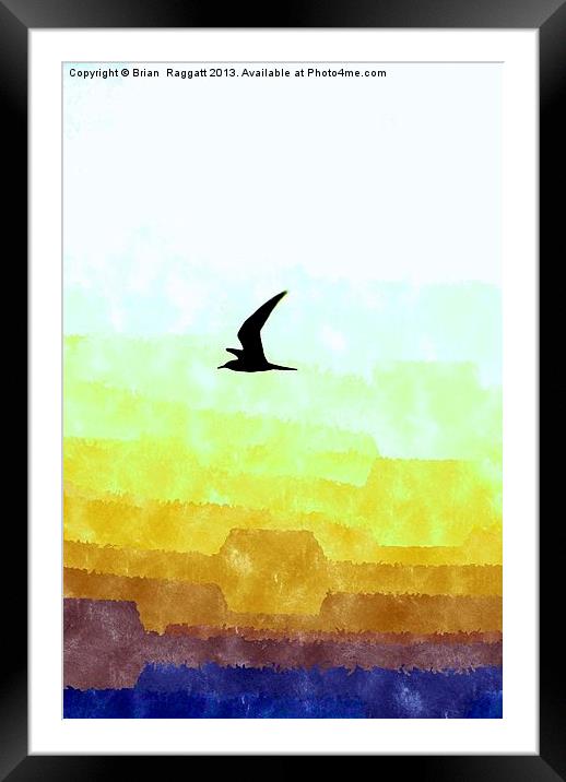 Seagull flight Framed Mounted Print by Brian  Raggatt