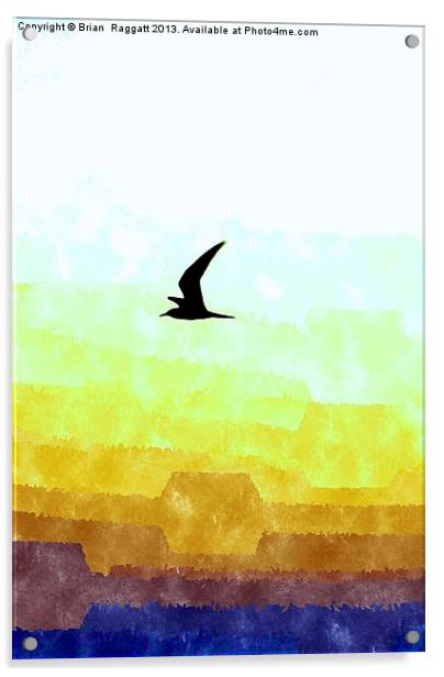 Seagull flight Acrylic by Brian  Raggatt