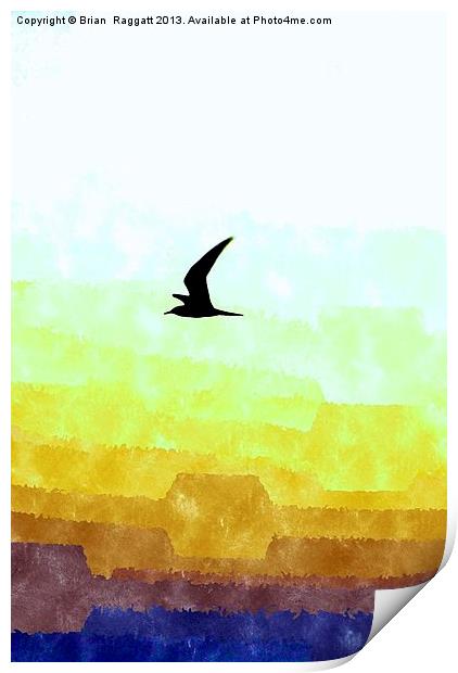 Seagull flight Print by Brian  Raggatt