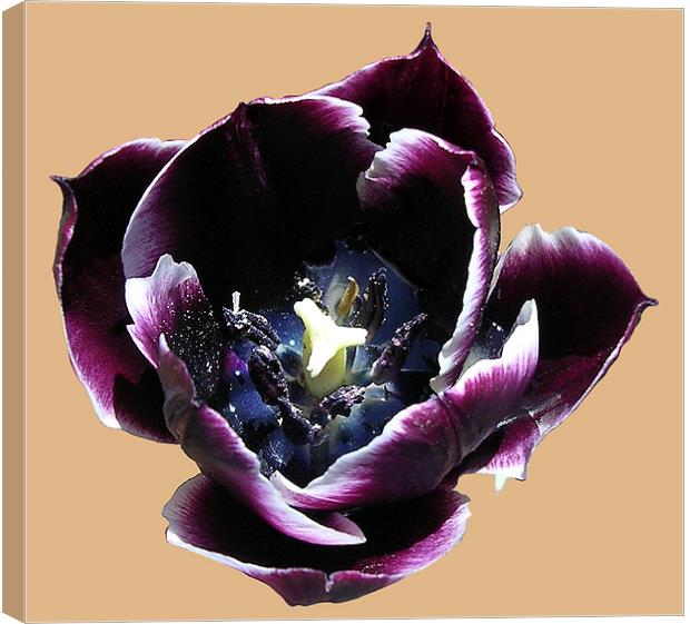 Water Filled Tulip Canvas Print by james balzano, jr.