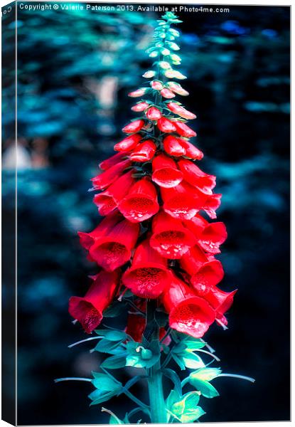 Foxglove In Red Canvas Print by Valerie Paterson