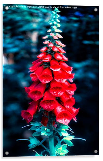 Foxglove In Red Acrylic by Valerie Paterson