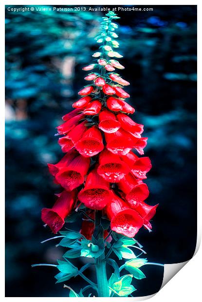 Foxglove In Red Print by Valerie Paterson