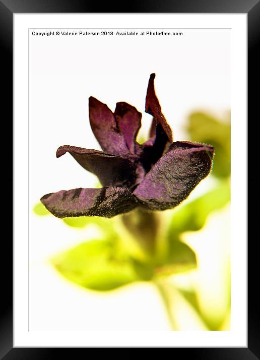 Soft Velvety Petunia Framed Mounted Print by Valerie Paterson