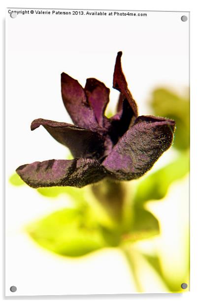 Soft Velvety Petunia Acrylic by Valerie Paterson