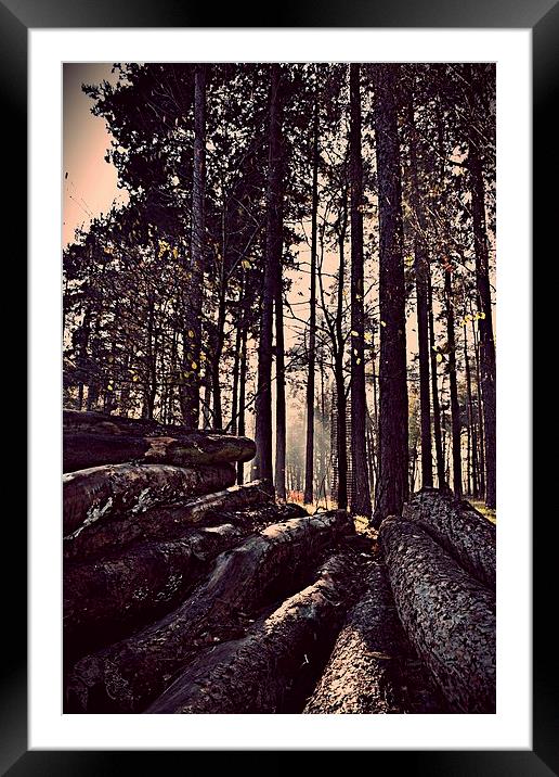 Logs in the Forest Framed Mounted Print by Natalie Foskett