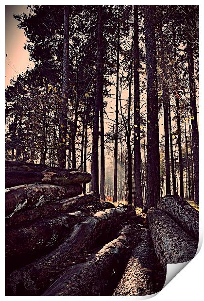 Logs in the Forest Print by Natalie Foskett