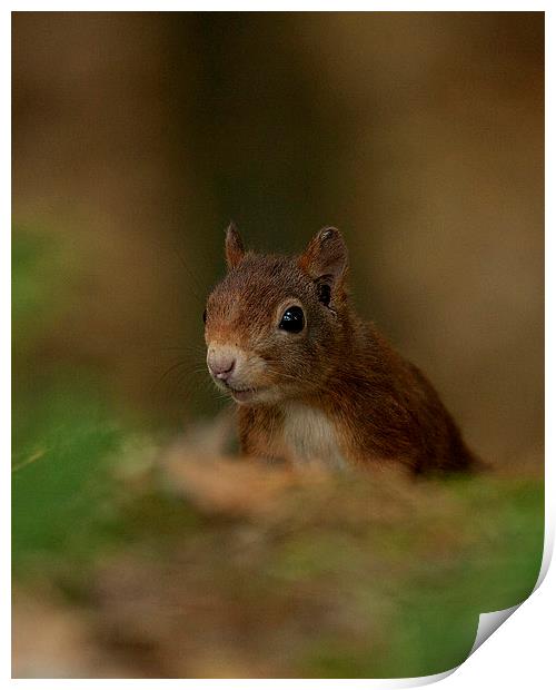 Inquisitive Red Squirrel Print by Paul Scoullar